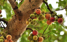 "Cây lành đón lộc": 6 loại cây nên có trong nhà