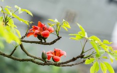 Người xưa có câu "Cây dữ rước họa": 3 loại cây tránh trồng sát nhà