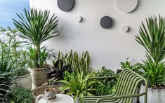 2 hướng trồng cây trong nhà: Trồng đúng sẽ có đủ tài lộc, sức khỏe