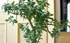 3 loại cây đặt trong nhà có thể sống trăm năm: Được xem như "báu vật" để lại cho con cháu