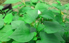 Vì sao người xưa thường trồng cây diếp cá quanh nhà?