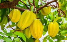 Trồng cây khế ở vị trí này, 'hút' vượng khí, 'rước' quý nhân tới nhà