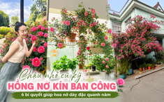 Bụi hồng trồng trong chậu mà nở kín đến mức không thấy lá: Bí quyết của người phụ nữ chỉ gói gọn trong 6 thói quen chăm cây