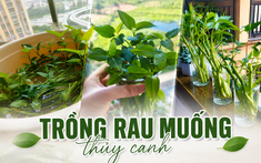Chỉ từ vài cọng rau muống và một cốc nước, cô gái trẻ thu hoạch cả chậu rau sau một tháng: Cách trồng thủy canh khiến nhiều người muốn làm theo
