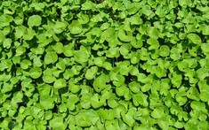 Ít ai ngờ loại rau mọc dại đầy Việt Nam lại là “thuốc” chống rụng tóc, kích thích mọc tóc con cực đỉnh