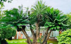 3 loại cây trồng trong nhà dễ gặp họa