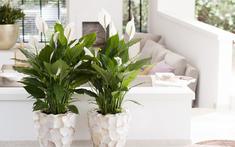 3 loại cây nên có trong nhà: Được ví là "cây hạnh phúc", giúp không gian sống thêm bình yên, gắn kết