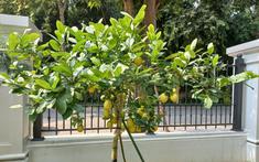 5 lý do nhất định phải trồng một cây chanh trong nhà