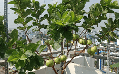 5 lý do vì sao nên trồng một cây ổi trong nhà