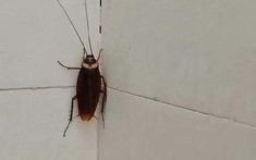 Hóa ra thứ khiến gián tránh xa lại nằm ngay trong căn bếp Việt: 4 mùi rất quen thuộc