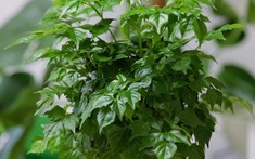 5 lý do nhiều người muốn trồng một cây hạnh phúc trong nhà