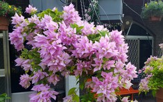 5 lý do nên trồng một cây hoa giấy trong nhà
