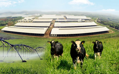 Những điểm nhấn làm nên chất lượng hàng đầu của sữa tươi sạch TH true MILK
