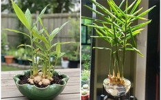 5 lý do vì sao gia đình nào cũng nên trồng một chậu gừng trong nhà