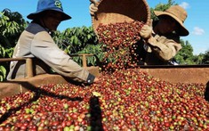 Thị trường cà phê ngày 21/8: Sức ép ngắn hạn và bài toán quản trị rủi ro cho doanh nghiệp