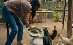 Harry - Meghan chuyển sang Anh nhưng đàn gà nuôi tại Montecito sẽ không đi cùng