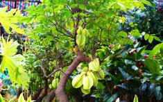5 lý do nhiều gia đình chọn trồng khế trước nhà, không phải ai cũng biết