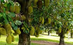 5 lý do nên trồng một cây mít trong vườn nhà