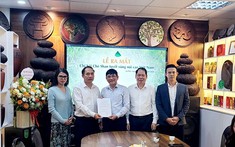 Chè Shan tuyết vùng núi cao tìm hướng nâng giá trị từ liên kết và chuẩn hóa

