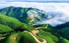 Siêu vùng 143.000ha của Việt Nam: Nắm giữ loài cây "chạm mây", cứ trồng là hái ra tiền triệu USD