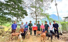 Đồn Biên phòng Si Ma Cai triển khai mô hình “nuôi dê sinh kế” giúp dân thoát nghèo