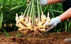 Lời khuyên đến tất cả các gia đình đang trồng cây gừng