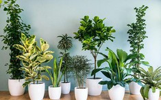 5 lời khuyên cho những gia đình trồng cây trong nhà