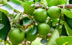 Lời khuyên đến các gia đình đang trồng cây chanh