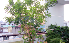 4 lý do vì sao nên trồng 1 cây lá vối trong nhà