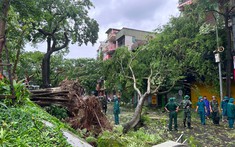 Hà Nội hoả tốc yêu cầu giải toả xong cây gãy đổ sau bão trước ngày 12/9