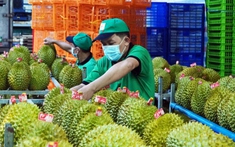 Thủ tướng chỉ đạo nóng về một số nhiệm vụ sản xuất bền vững mặt hàng 3,2 tỷ USD