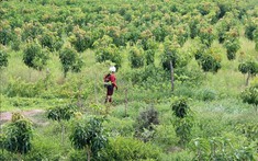 Cách tính thuế thu nhập cá nhân khi bán đất mà có cây trồng trên đất