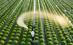 Doanh nghiệp Brazil – Nhật muốn đưa Việt Nam thành “cứ điểm” phát triển nông nghiệp công nghệ cao ở châu Á