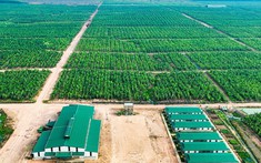 Công ty nông nghiệp của tỷ phú Trần Bá Dương tất toán sớm lô trái phiếu 2.400 tỷ đồng