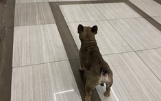 Từ ngày 15/12, thả chó, mèo trong chung cư bị phạt đến 1 triệu đồng