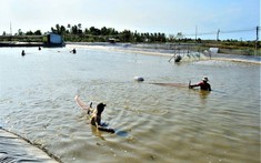 Nghiên cứu triển khai điện gió, điện mặt trời kết hợp nuôi trồng thủy sản và điện khí LNG tại Cà Mau