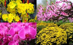 Các loại hoa, cây cảnh được ưa chuộng trang trí Tết Bính Ngọ 2026