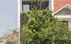 Nhà phố 100m2 tại Huế: Hóa giải nắng nóng hướng Nam bằng vùng đệm xanh
