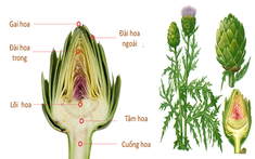 Công dụng của Atisô diệu thảo dược