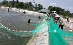 Những chặng đường phát triển của ngành Thủy sản Quảng Ninh