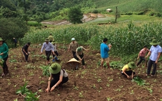 Yên Châu (Sơn La): Trồng 112 ha xoài và nhãn trên đèo Chiềng Đông, chống sạt lở đất đá vào mùa mưa