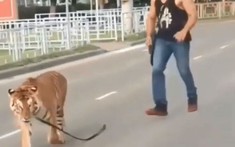 Chỉ ở nước Nga: Hổ nhảy khỏi ghế hành khách, chạy rông giữa đường