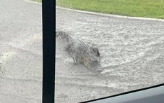 Chuyện lạ: Thừa dịp mưa bão, con cá sấu dài hơn 2,4 mét bơi lội "tung tăng" giữa đường phố