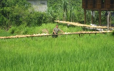 Lâm Thượng hối hả vào mùa măng mai