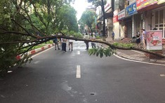 Hà Nội: Nam thanh niên đi xe máy đâm vào cây đổ ngang đường, tử vong tại chỗ