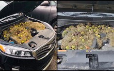 Hài hước câu chuyện chú sóc ranh mãnh "cất hàng trăm hạt óc chó" dưới nắp capô xe Kia Sorento