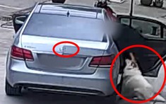Doanh nhân lái xe sang Mercedes-Benz E-Class đi trộm chó Samoyed