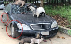 Mercedes-Benz S350 biển Hà Nội bị chủ "bỏ rơi" vô tình làm chỗ tá túc cho đàn dê