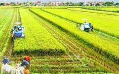 Những điểm sáng của ngành Nông nghiệp trong đại dịch Covid-19