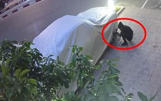 Video: Lợi dụng bảo vệ đi vệ sinh, 2 kẻ gian liền ra tay trộm logo bánh xe của Rolls-Royce Wraith đỗ trên vỉa hè